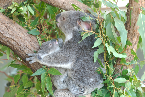 Bildergalerie "Koalas"
